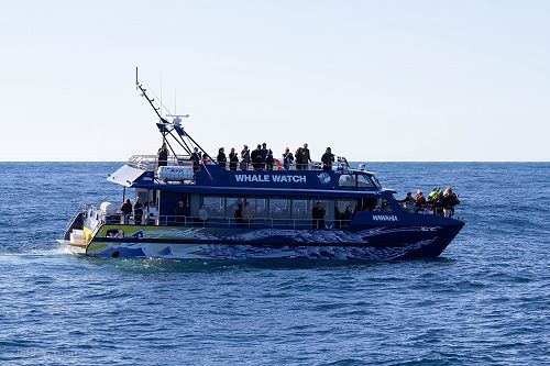 Whale Watch 2018