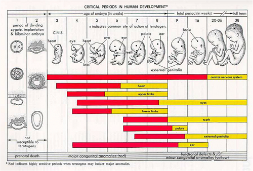 Critical Periods in Human Development