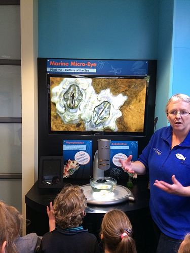 Close up of a barnacle