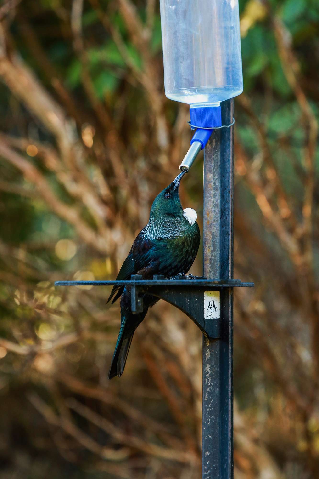 Feeding Birds In The Garden