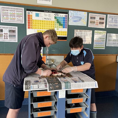 Year 9Sr students Levi Mielnik and Walid Abd Alsalam carrying out a dissection 