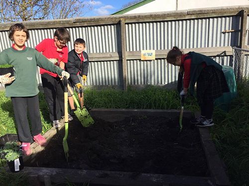 Nature Ninjas plant carrot and broccoli seedlings donated from Liam and Whaea Rachel.