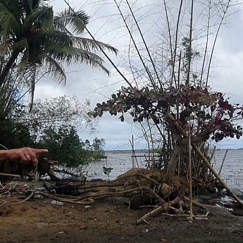 In the Philippines a local fisherman on Tabon Island
points to the coastline which he says is disappearing by a metre each year.