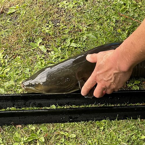 The biggest eel of the day.