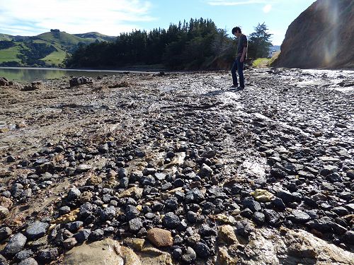 Koki on the shore near Onawe Peninsula in Akaroa