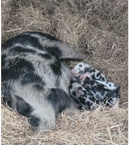 Piglets at birth