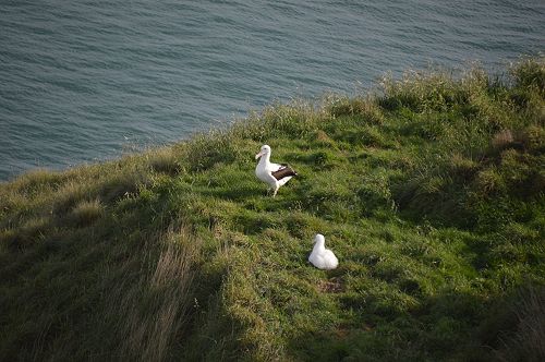 International Trip to Albatross Colony