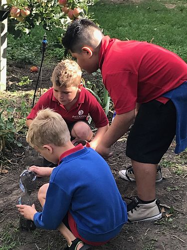 STEAM - Terrarium Making - Team Harakeke