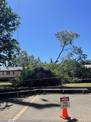Arborist has tree cutting under control