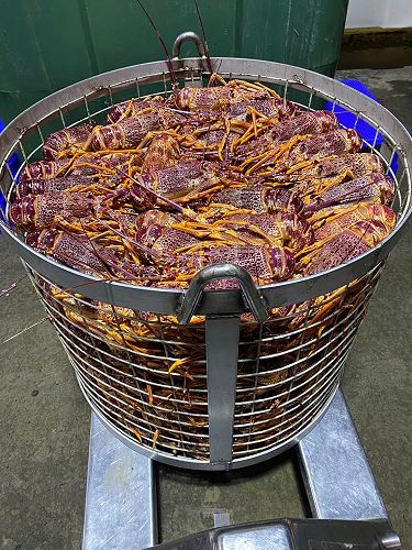 Going into the Hobart plant cooker.