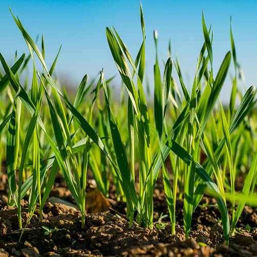 Young Wheat. By Roberto Sorin/Shutterstock.com
