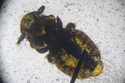 Penguin nasal mite class