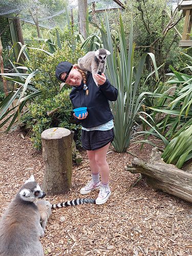 Lily Lemur Feeding