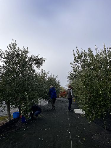 2023 Olive Community Pressing Day