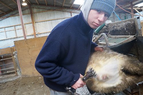 Daniel Tucker crutching a ram lamb during a farm visit