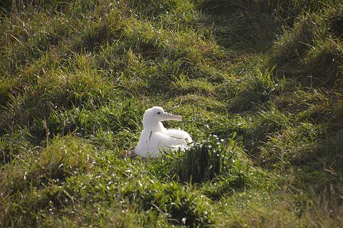 International Trip to Albatross Colony
