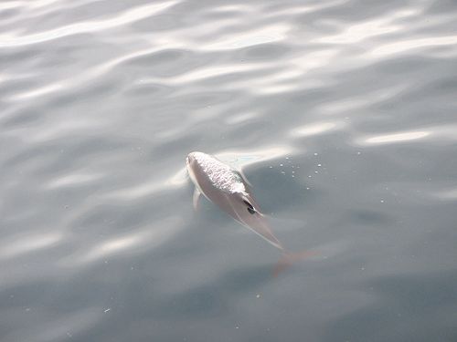 Spirit of New Zealand