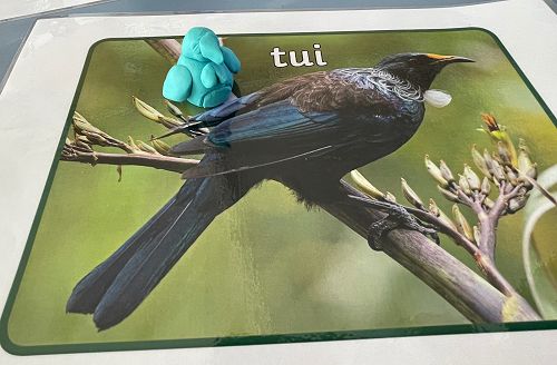 NZSL Hub BIrd playdough