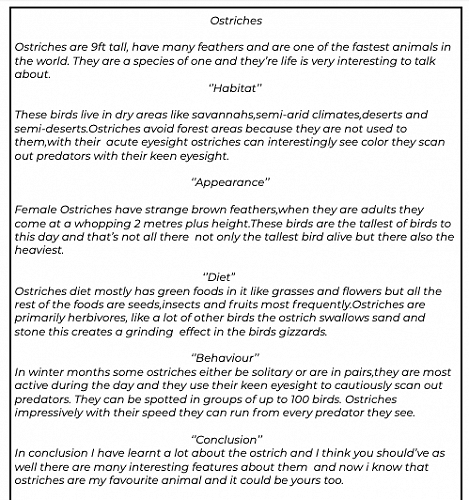 Ostrich Information Report