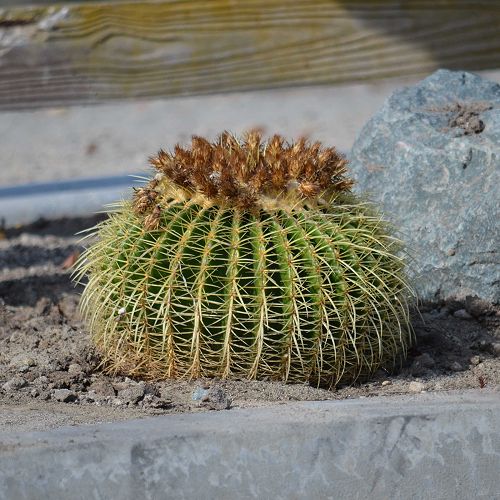 Cactus