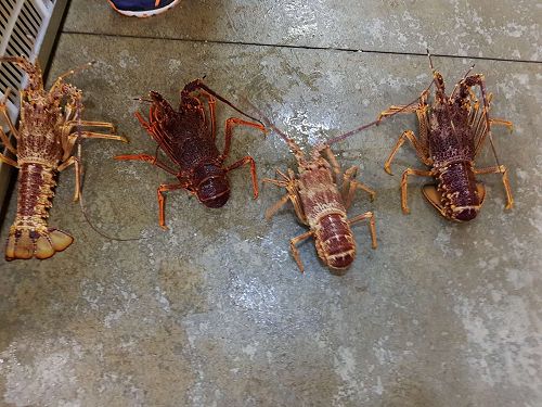 Range of colours featured in lobsters