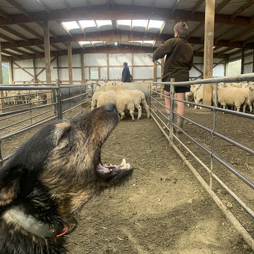 Lockdown Photo Competition