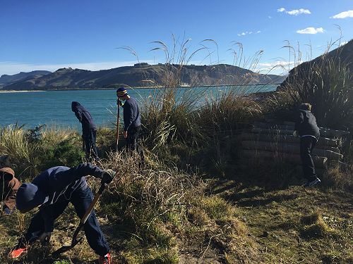 Planting for Penguins