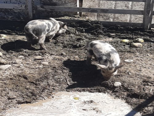 Piglets now!
