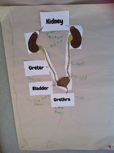 Koru - Urinary System2