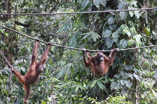 Sepilok Orangutan Rehabilitation Centre