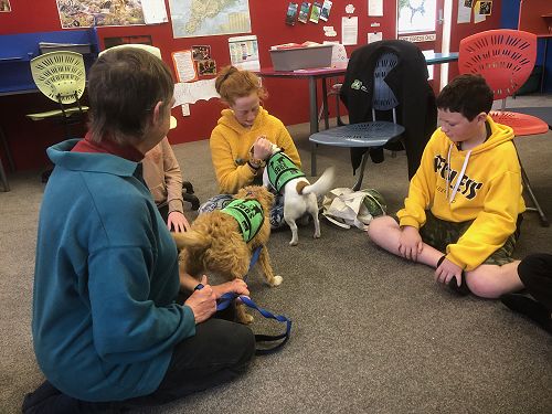 Rodent detection dogs Gadget and Mawson pop in to school to visit the Stewart Island Ambassadors
