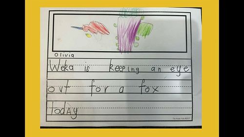 Video: Pohutukawa Newsletter Item