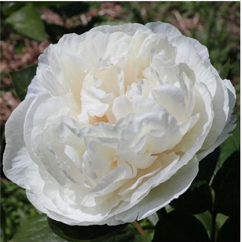 Angela Early Peony