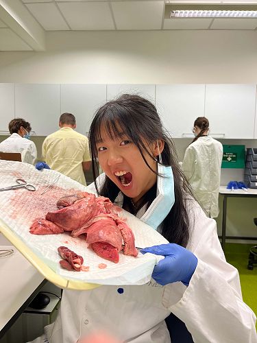 Sheep heart and lung dissection
