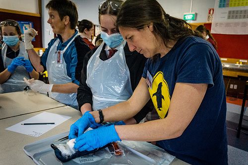 Penguin Dissection in Biology