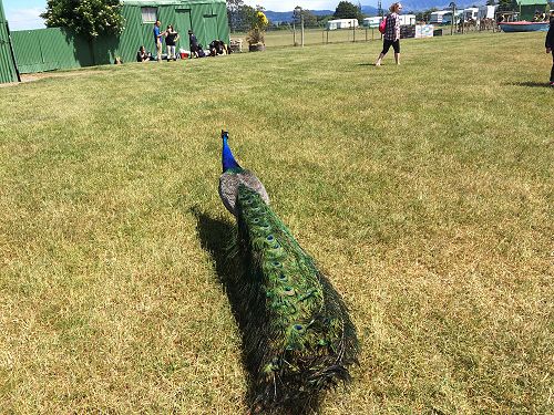 The resident peacock.