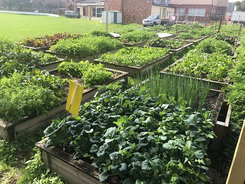 Year 11 aghort gardens and farmers market - April 2020