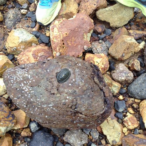 Green Chiton. &nbsp;Exploring the Rocky Shore.  Portobello Aquarium.  Year 9 Science Field Trip.
