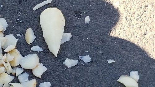 Year 13 Biology - Evolution 