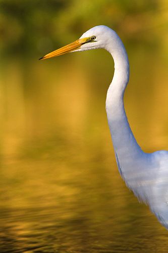 White Heron, Hawksbury Lagoon
