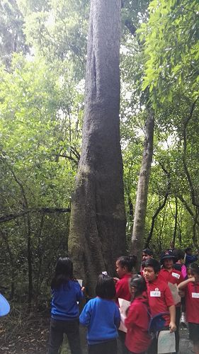 Riccarton House & Riccarton Bush - Team Harakeke - 2017