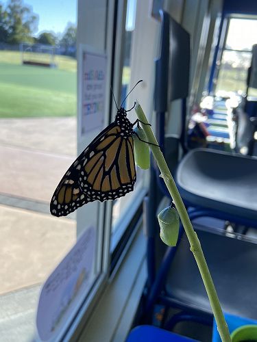 Our first butterfly!
