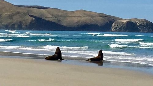 Video: Otago Peninsula Anglican Parish Dunedin