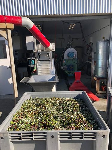 Olives ready to go through the press - Central Otago