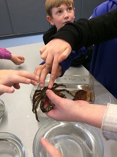A camouflage crab will take seaweed from its surroundings chew on it and then place it on its body. 