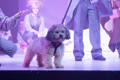 Drama Production 202 - Midsummers Night Dream