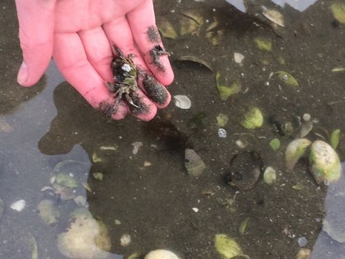 Year 12 Biology Trip To Blueskin Bay