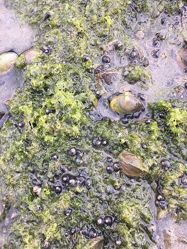 Micrelenchus huttonii on sea lettuce 