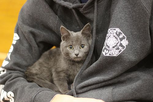 Cat Rescue Dunedin at St Margaret's College