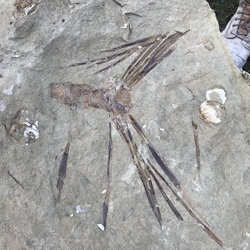 A fossil found at Ravensdown Quarry - Geraldine